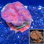 Ultra Australomussa Coral Indonesia (click for more detail)