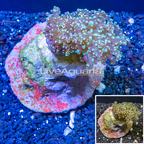 Frogspawn Coral Indonesia (click for more detail)