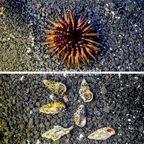 Pincushion Urchin, Scarlet Crab, & Yellowtipped Hermit Crab Cleaner Pack (click for more detail)