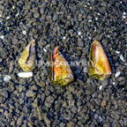 Halloween Hermit Crabs, Trio (click for more detail)