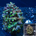 Acropora Coral Indonesia (click for more detail)