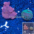 LiveAquaria® Two Pack Cultured Montipora Coral (click for more detail)