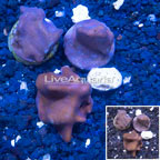 LiveAquaria® Three Pack Cultured Blue Ridge Coral (click for more detail)