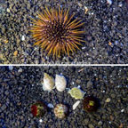 Pincushion Urchin, Trochus Snail and Nassarius Snail, Cleaner Pack (click for more detail)