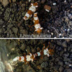 Sexy Anemone Shrimp, Four Lot (click for more detail)