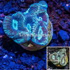 LiveAquaria® Cultured Goniastrea Brain Coral  (click for more detail)