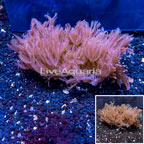 Waving Hand Coral Vietnam (click for more detail)
