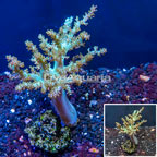 Pineapple Tree Coral Indonesia (click for more detail)