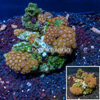 Zoanthus Coral Indonesia (click for more detail)