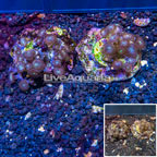 Two Pack Zoanthus Coral Indonesia (click for more detail)