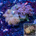 Toadstool Coral and Anthelia Waving Hand Coral Combo Rock Vietnam (click for more detail)
