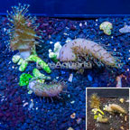 Three Pack Lobed Brain Coral Vietnam (click for more detail)