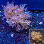Waving Hand Coral Vietnam (click for more detail)