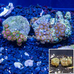 Two Pack Zoanthus Coral Indonesia (click for more detail)