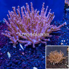 Tree Coral Indonesia (click for more detail)