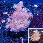 Devil's Hand Leather Coral Indonesia (click for more detail)