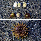 Pincushion Urchin, Trochus Snail and Nassarius Snail Cleaner Pack, Seven Lot (click for more detail)