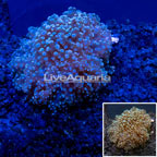 LiveAquaria® Cultured Green Frogspawn Coral (click for more detail)