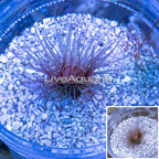 Tube Anemone (click for more detail)