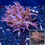 Tree Coral Indonesia (click for more detail)