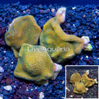 LiveAquaria® Three Pack Cultured Montipora Coral (click for more detail)
