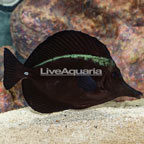 Black Longnose Tang  (click for more detail)