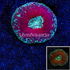 Open Brain Coral Indonesia (click for more detail)