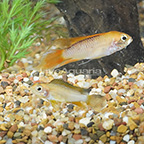 Flame Red Apistogramma Cichlid (Pair) (click for more detail)