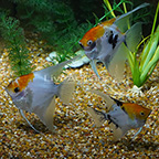 Koi Angelfish (Trio) (click for more detail)