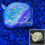 Australia Cultured Ultra Chalice Coral (click for more detail)