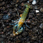 Snapping Shrimp (click for more detail)