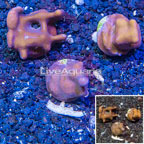 LiveAquaria® Three Pack Cultured Blue Ridge Coral (click for more detail)