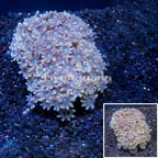 Glove Polyp Coral Indonesia (click for more detail)