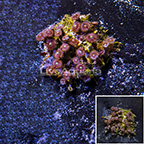 Houdini Colony Polyp Rock Zoanthus SM (click for more detail)