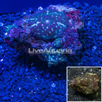 Actinodiscus Mushroom Rock Indonesia (click for more detail)