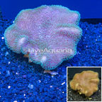 Toadstool Mushroom Leather Coral Indonesia (click for more detail)