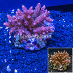 Bushy Acropora Coral Indonesia (click for more detail)