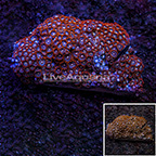 Blue Ice and Rainbow Bright Colony Polyp Rock Zoanthus Indonesia SM (click for more detail)