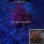 Litophyton Tree Coral Indonesia (click for more detail)