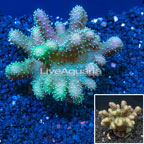 Devil's Hand Leather Coral Indonesia (click for more detail)