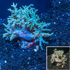 Finger Leather Coral Indonesia (click for more detail)