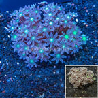 Giant Palm Tree Coral Indonesia (click for more detail)