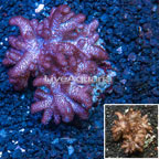 Blushing Leather Coral Indonesia (click for more detail)