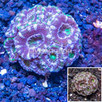 LiveAquaria® Cultured Acan Lord Coral (click for more detail)