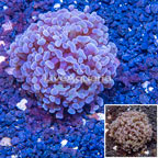 LiveAquaria® Cultured Ultra Hammer Coral (click for more detail)
