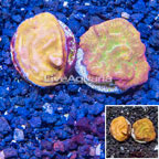 LiveAquaria® Two Pack Cultured Leptoseris Coral (click for more detail)