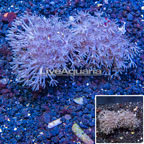 LiveAquaria® Two Pack Cultured Pom Pom Xenia Coral (click for more detail)