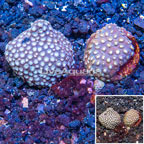 LiveAquaria® Two Pack Cultured Cyphastrea Frag (click for more detail)