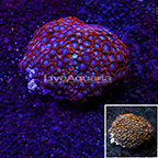 Blue Ice Colony Polyp Rock Zoanthus Indonesia IM (click for more detail)