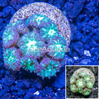 LiveAquaria® Cultured Blastomussa Coral (click for more detail)